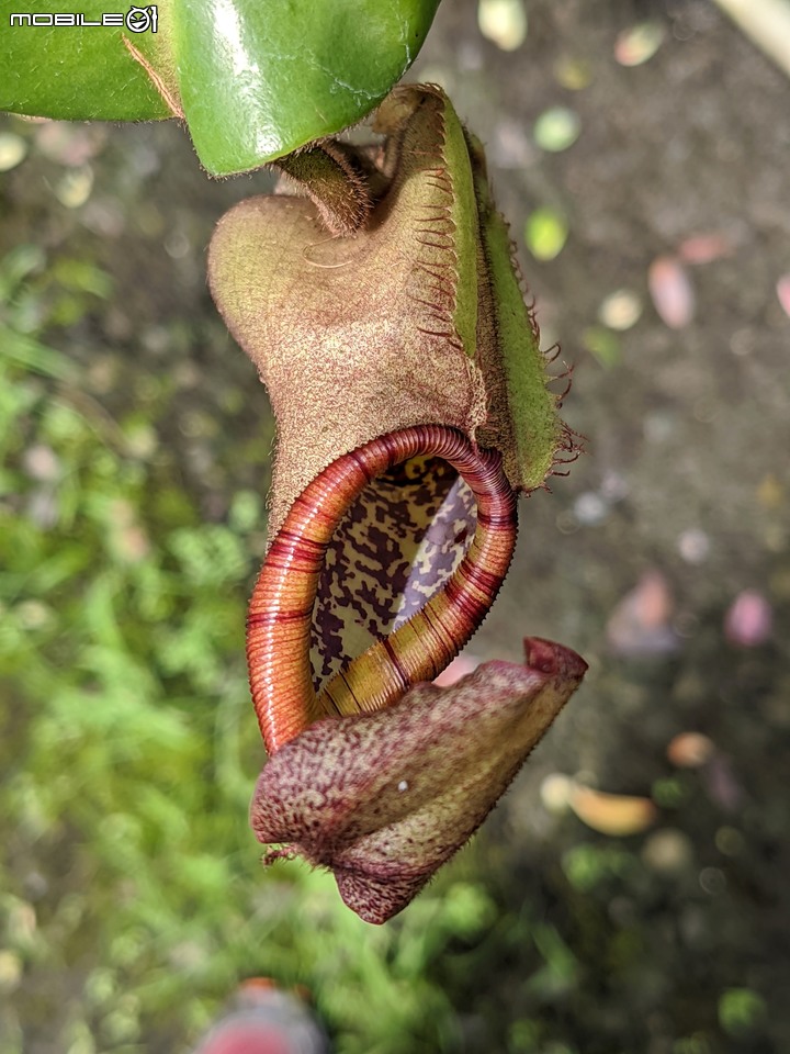 欖李+黃荊 台南市安平港濱歷史公園 06/19