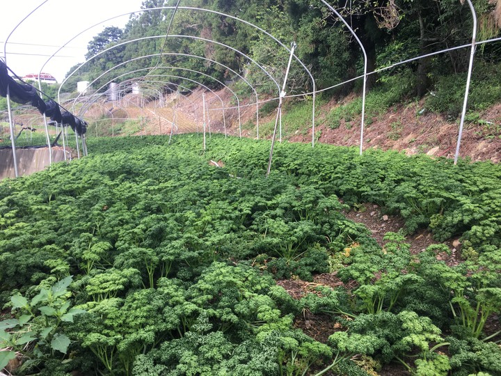 高山生日趴-合歡尖山之旅