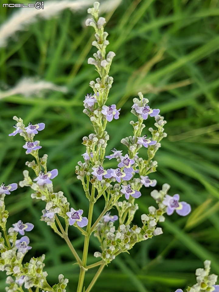 欖李+黃荊 台南市安平港濱歷史公園 06/19