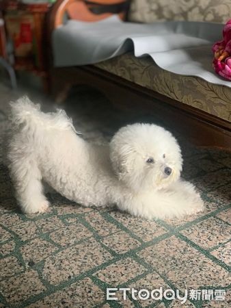 家裡迎接新住戶！比熊犬籠子5公分「看電視秀」媽笑：太近啦