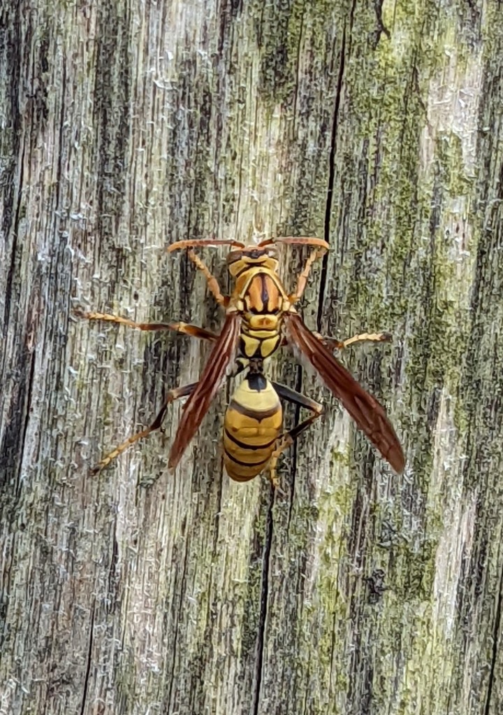 請問這個是什麼蜂呢？