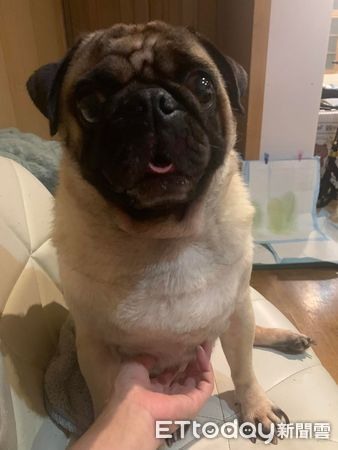 正在吃飯愛犬跑來討摸媽「抬腿撸狗」邊扒飯笑翻網：一心三用