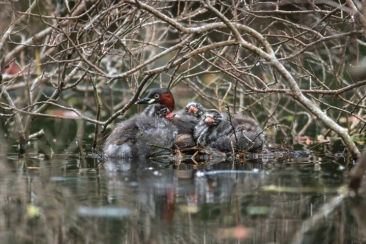 點我看大圖 【90D】2021年末飛羽回顧
