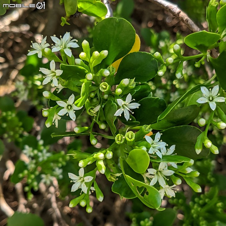 欖李+黃荊 台南市安平港濱歷史公園 06/19