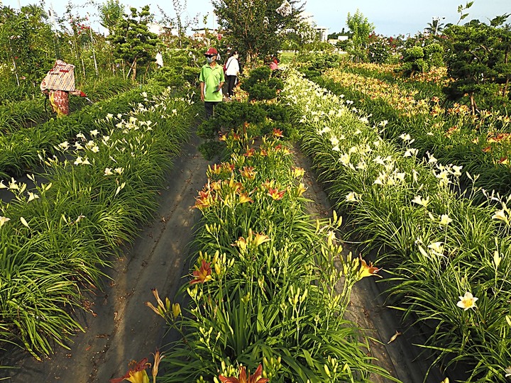 吉安 好客藝術村 | 嘉德花田 — 花蓮市區近郊雙景點,賞古蹟、藝術作品和金針花,離市區不用半小時車程