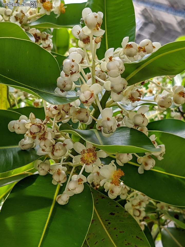 仙丹花 台南市安平區林默娘公園 06/12