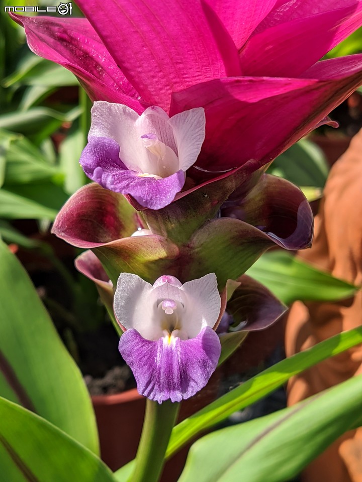 欖李+黃荊 台南市安平港濱歷史公園 06/19