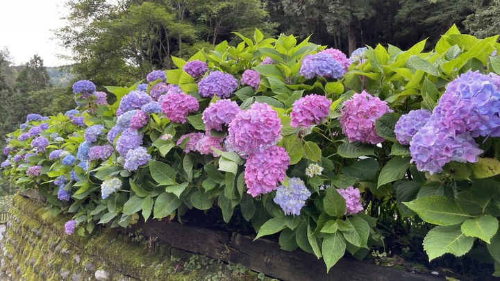 杉林溪遊樂區繡球花美景