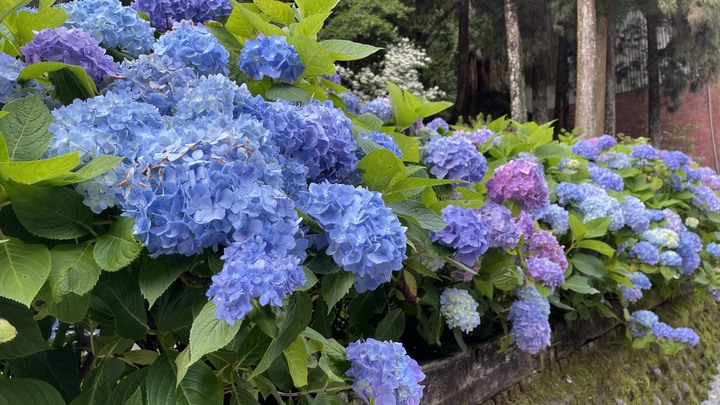 杉林溪遊樂區繡球花美景
