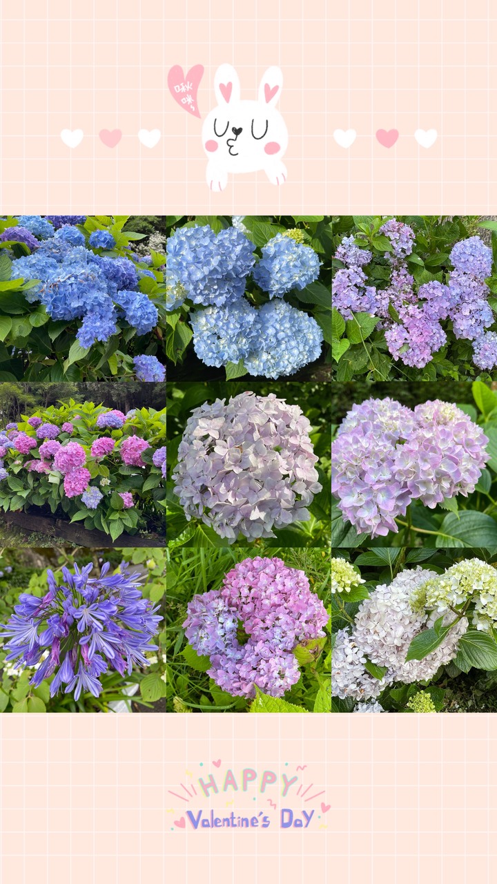 杉林溪遊樂區繡球花美景