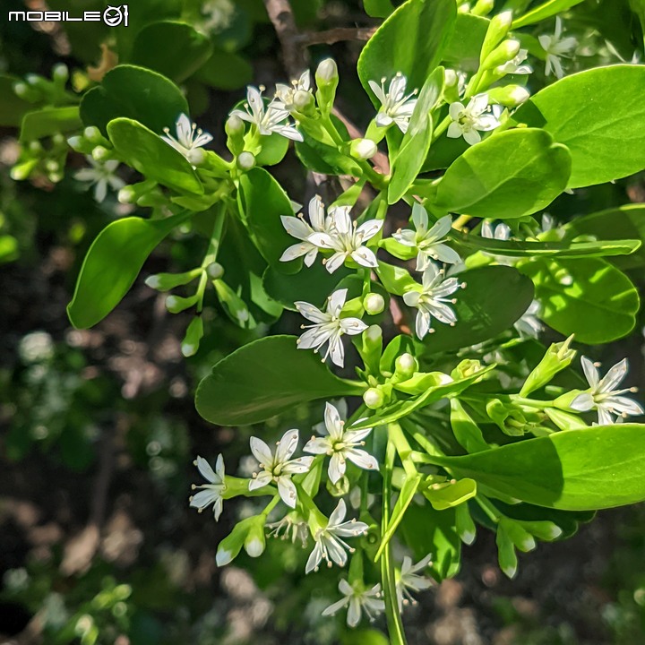 欖李+黃荊 台南市安平港濱歷史公園 06/19