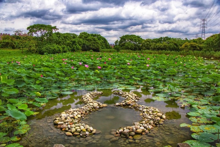 夏日賞花「荷」處去？新北大漢溪濕地夏荷綻放中