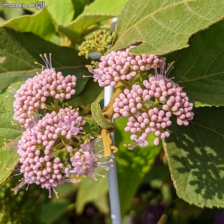 欖李+黃荊 台南市安平港濱歷史公園 06/19