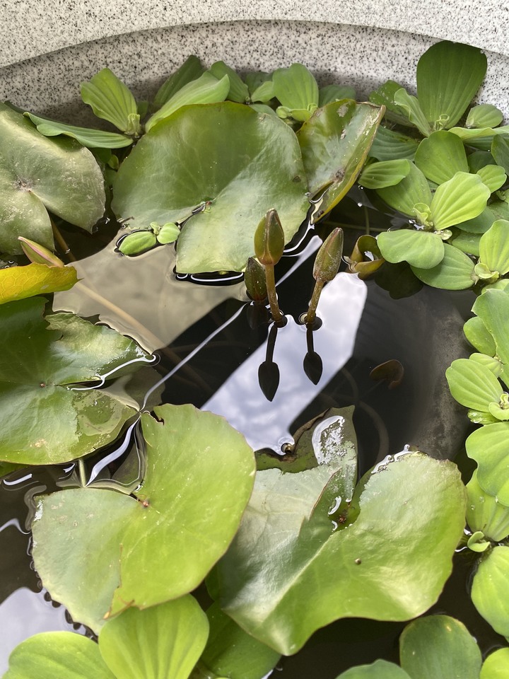 請問蓮花盆栽這樣擺對嗎？水會不會太深？