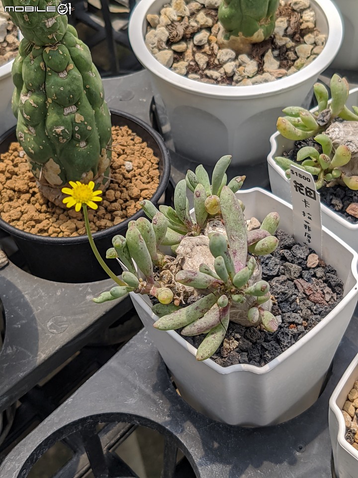 欖李+黃荊 台南市安平港濱歷史公園 06/19