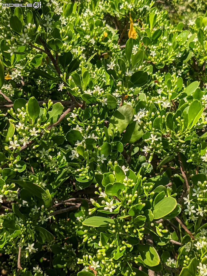欖李+黃荊 台南市安平港濱歷史公園 06/19