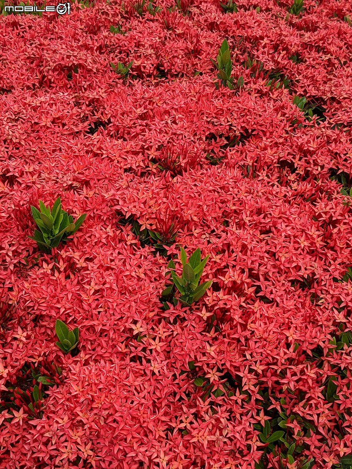 仙丹花 台南市安平區林默娘公園 06/12