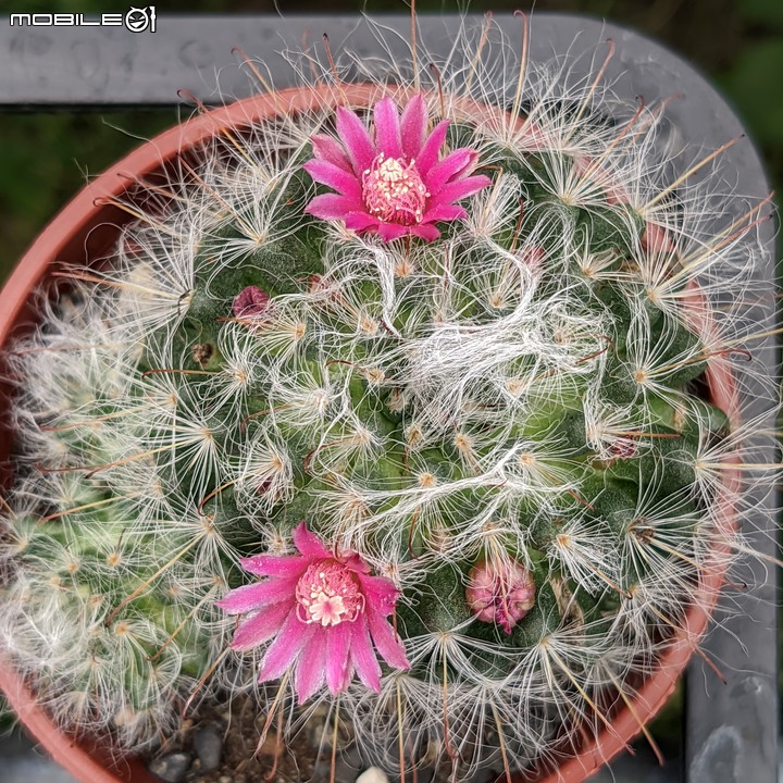 欖李+黃荊 台南市安平港濱歷史公園 06/19