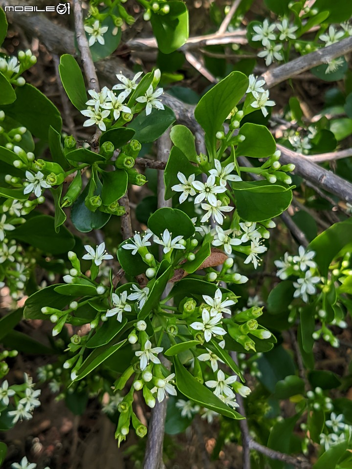 欖李+黃荊 台南市安平港濱歷史公園 06/19