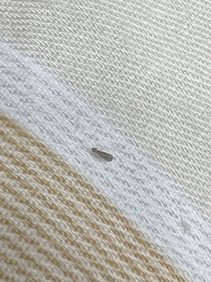 房間有奇怪的蟲蟲