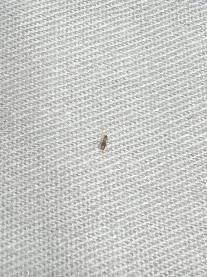 房間有奇怪的蟲蟲