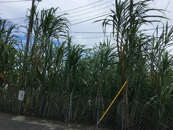 「成績優良」的臺南學甲騎遊記