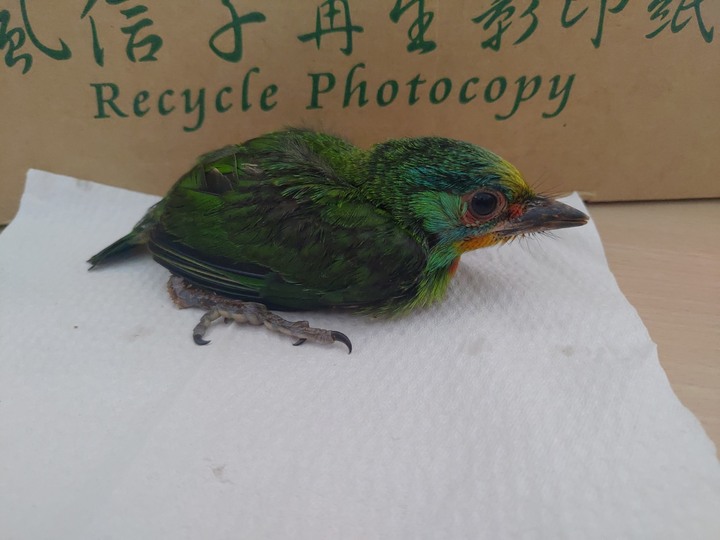 這是甚麼鳥？