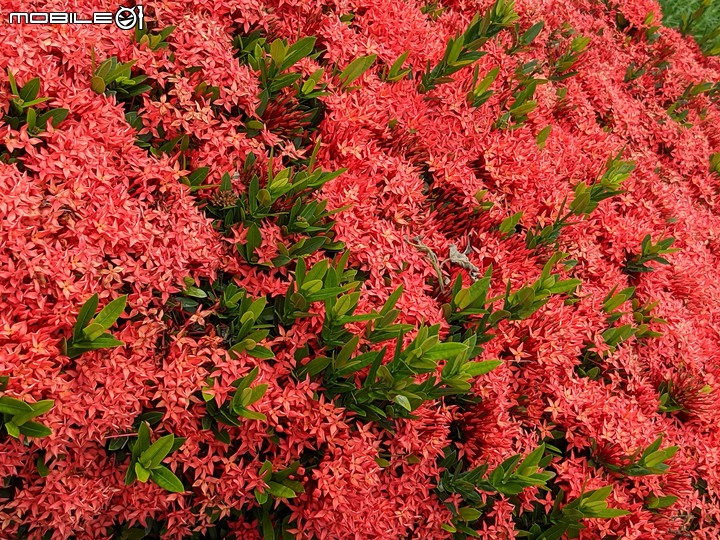 仙丹花 台南市安平區林默娘公園 06/12