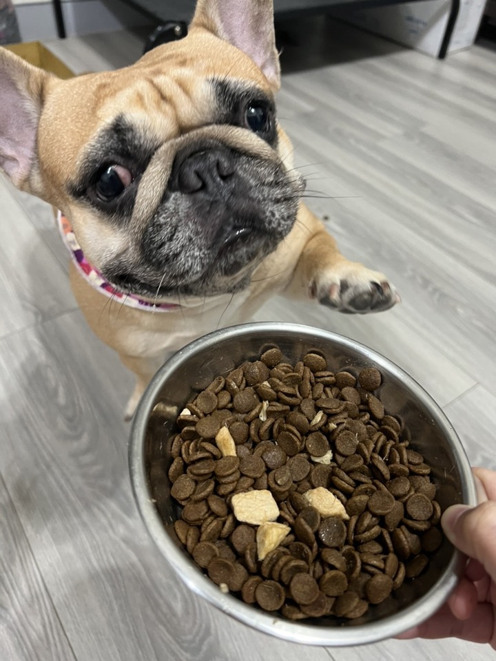 分享自家狗狗的飼料評比心得