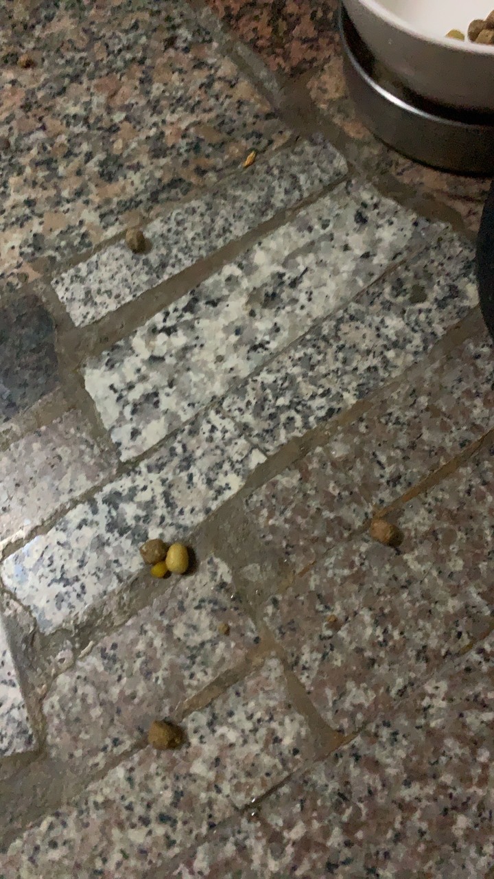挑食狗狗救星