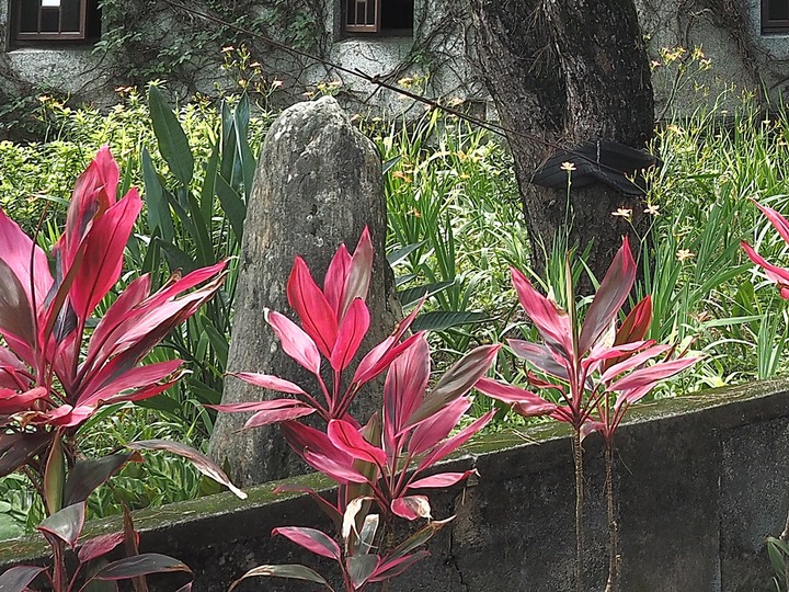 新城神社舊址|天主堂 + 新城照相館 — 相信有一種緣份是老建築的召喚與安排,得以一次同遊
