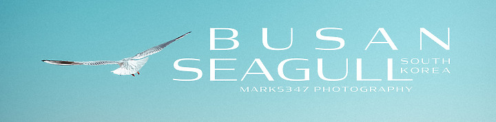 Busan | 釜山．海鷗 | 2018 (2022撰文)