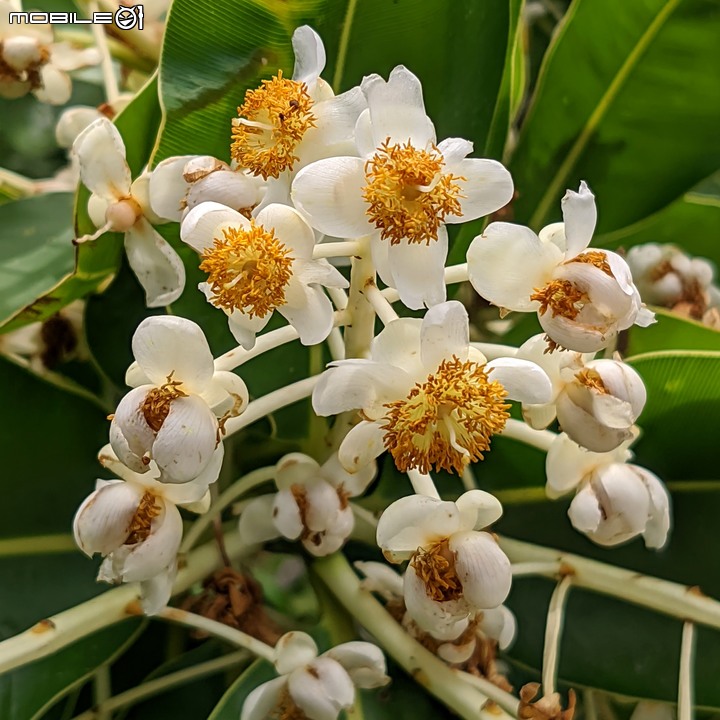 仙丹花 台南市安平區林默娘公園 06/12