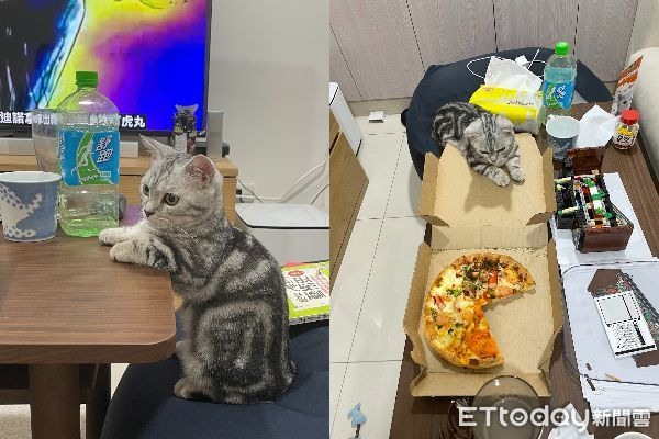 世界上最遙遠的距離!貪吃貓抵抗誘惑「食物前卡頭睡」媽笑翻