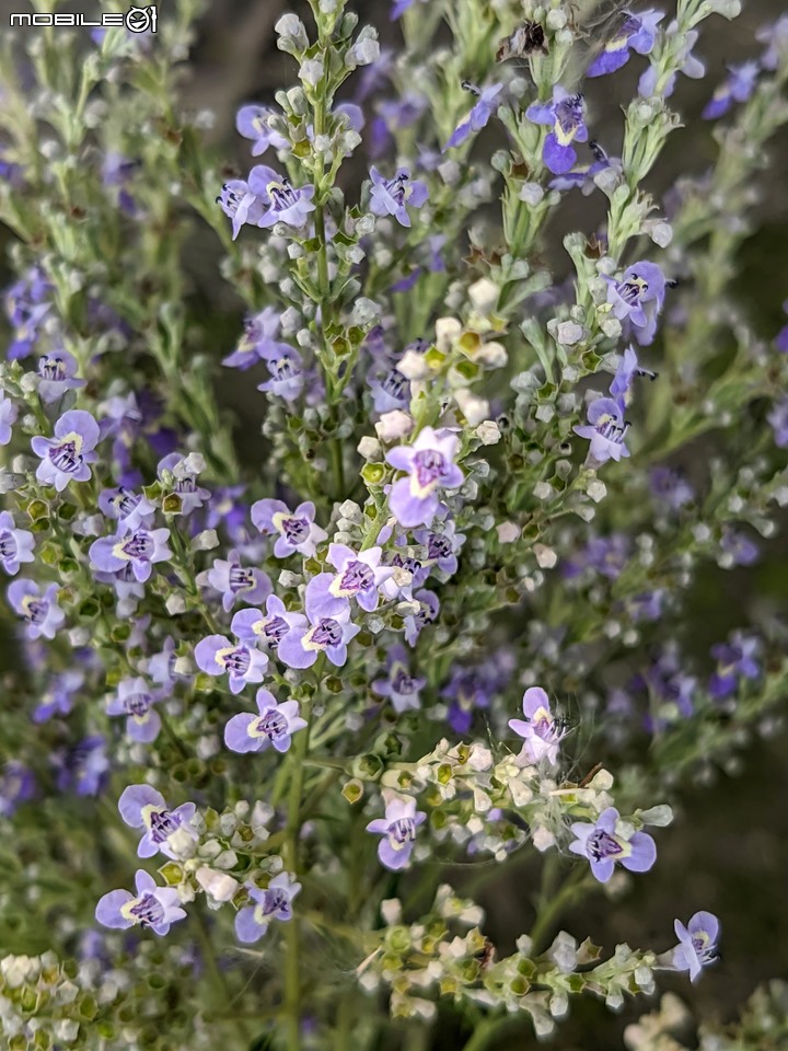 欖李+黃荊 台南市安平港濱歷史公園 06/19