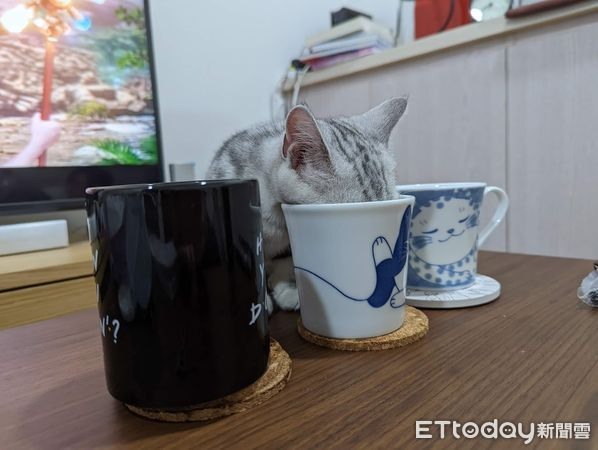 世界上最遙遠的距離!貪吃貓抵抗誘惑「食物前卡頭睡」媽笑翻
