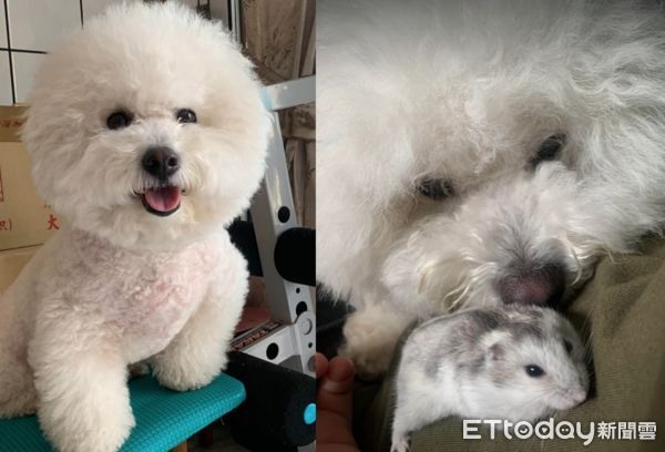家裡迎接新住戶！比熊犬籠子5公分「看電視秀」媽笑：太近啦