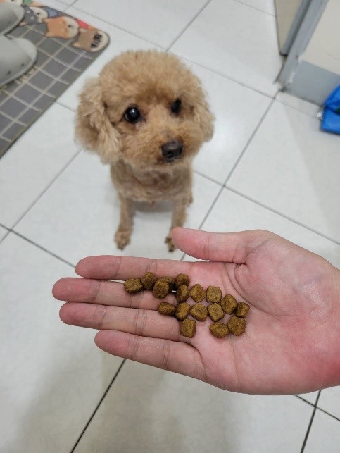 10歲紅貴賓~我還有年輕的靈魂!!