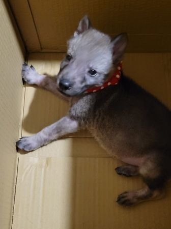 調皮小狼犬挨罰禁閉不到5分鐘「四肢僵硬癱紙箱」...險嚇哭奴才