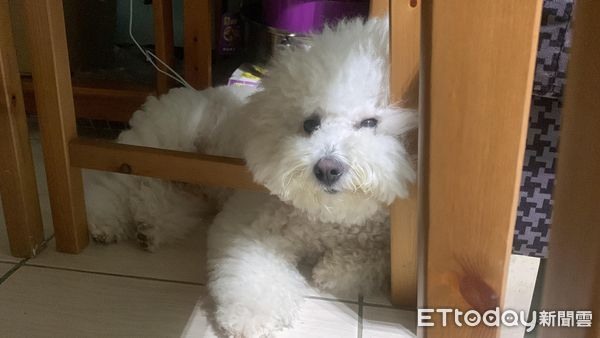 家裡迎接新住戶！比熊犬籠子5公分「看電視秀」媽笑：太近啦