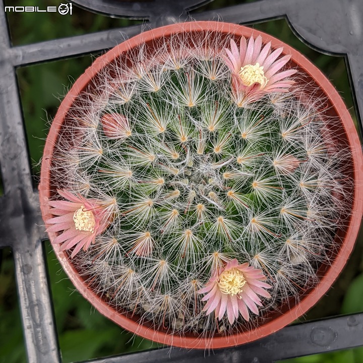 欖李+黃荊 台南市安平港濱歷史公園 06/19