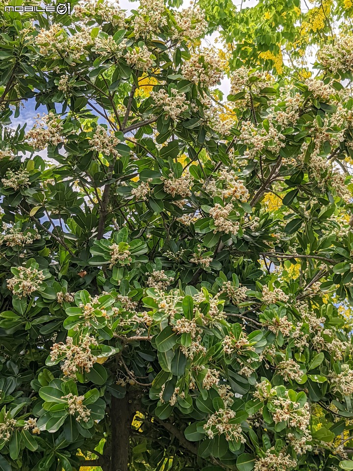 仙丹花 台南市安平區林默娘公園 06/12
