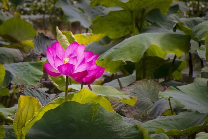 夏日賞花「荷」處去？新北大漢溪濕地夏荷綻放中