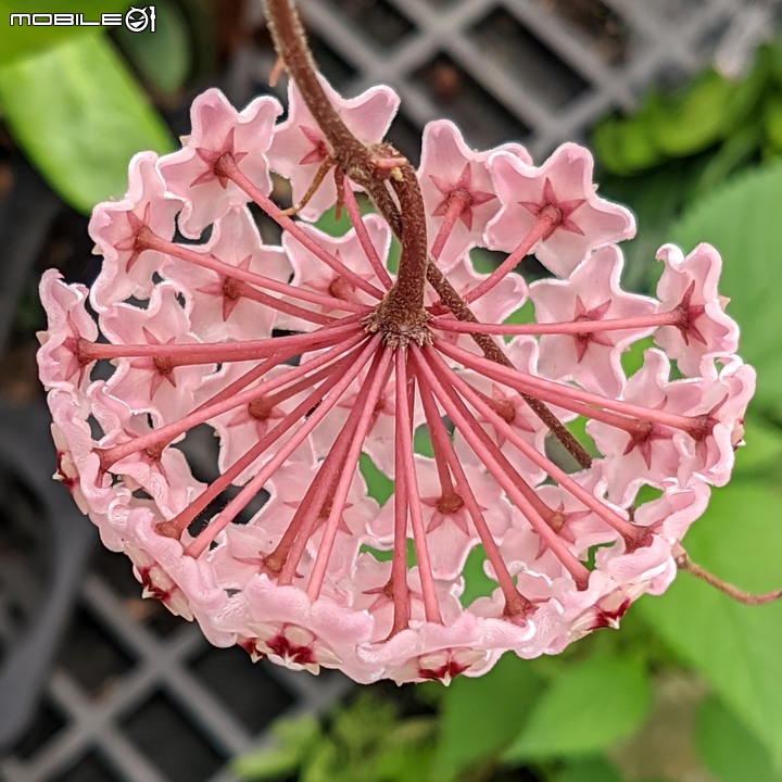 欖李+黃荊 台南市安平港濱歷史公園 06/19