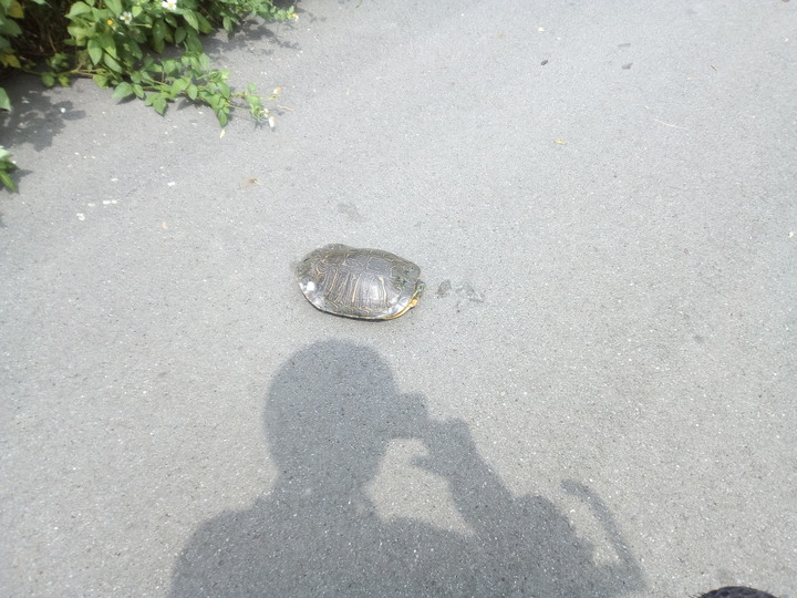 請問這蟲是?