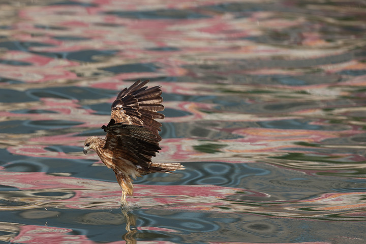 CANON RF 600mm F4L IS 實拍