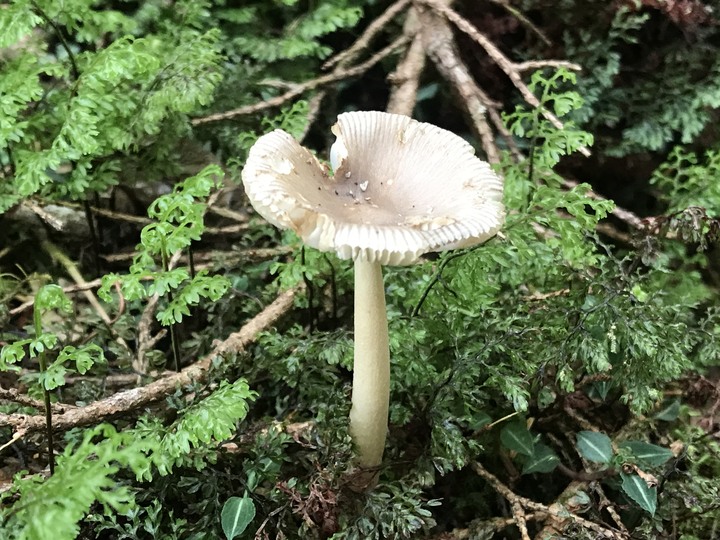 我能離你最近的距離－太平山避暑眺望南湖大山