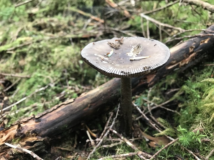 我能離你最近的距離－太平山避暑眺望南湖大山