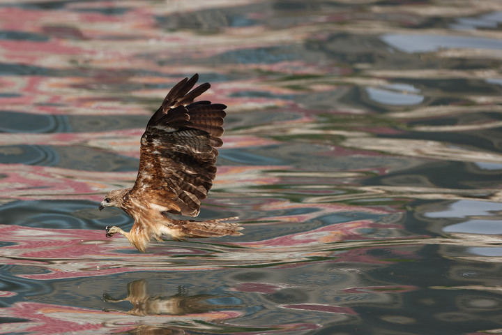CANON RF 600mm F4L IS 實拍