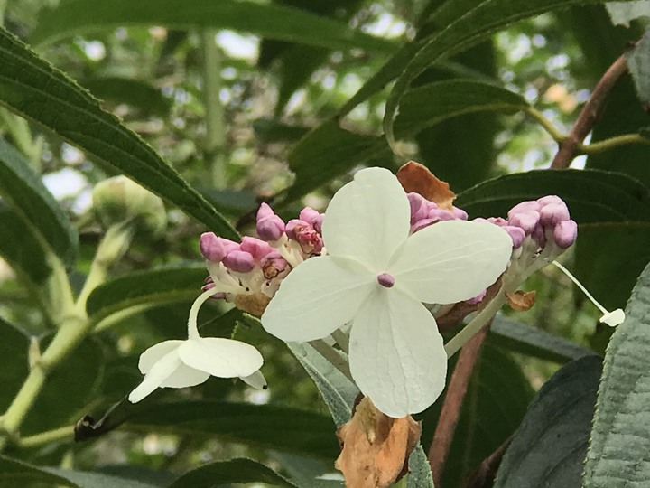 我聞過妳夏至的芬芳